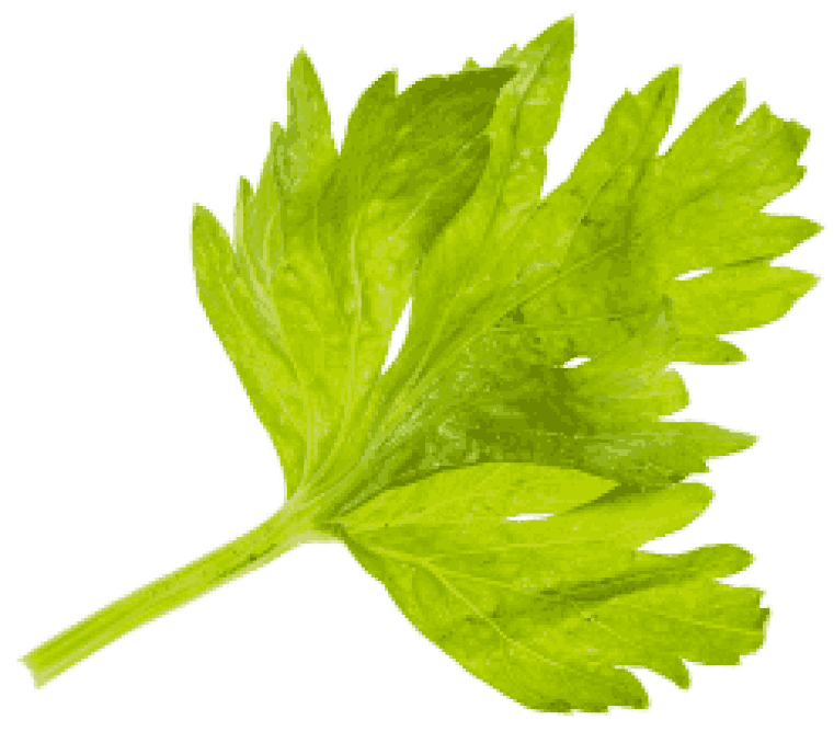 Crisp lettuce leaf